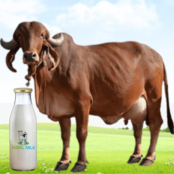 Gir Cow Milk